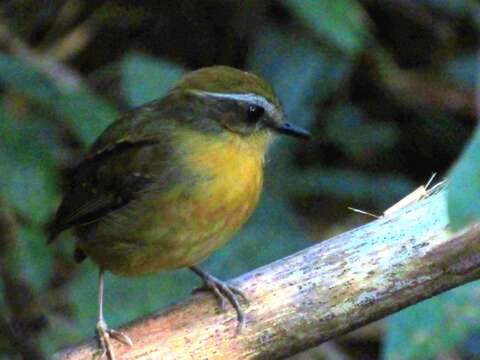 Image of Black-cheeked Gnateater