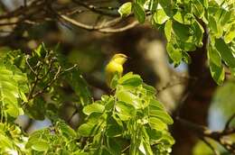 Image of Southern Greencap Eremomela