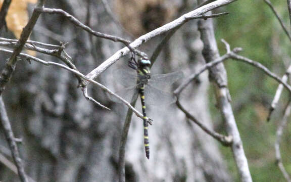 Image of Cordulegaster diadema Selys 1868