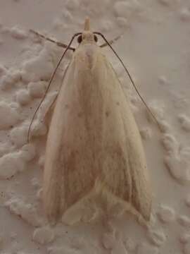 Image of Gymnobathra philadelpha Meyrick 1884