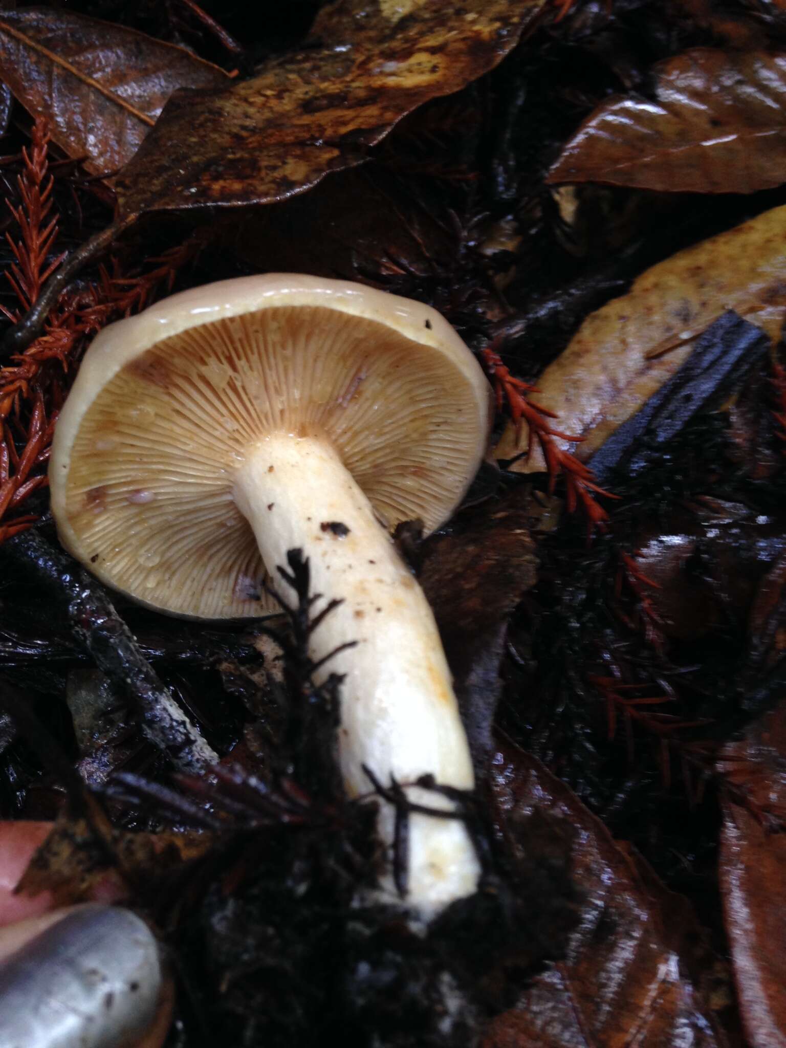 Слика од Lactarius californiensis Hesler & A. H. Sm. 1979