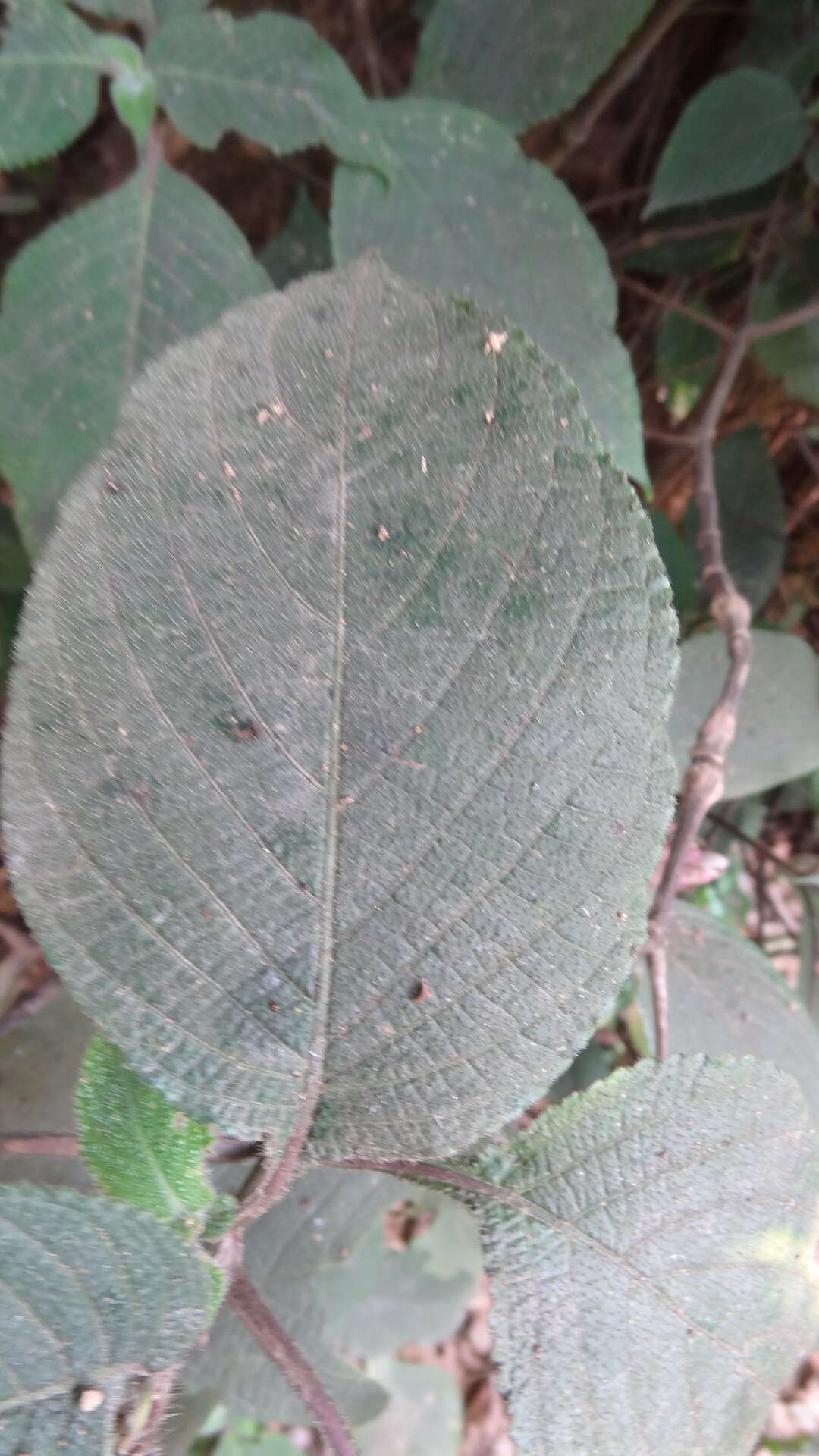 صورة Strobilanthes lupulina T. Anders.