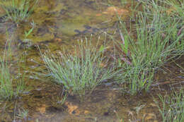 Sivun Fimbristylis acuminata Vahl kuva