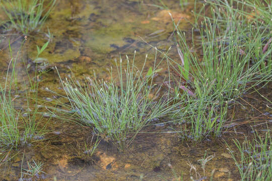 Image of Fimbristylis acuminata Vahl