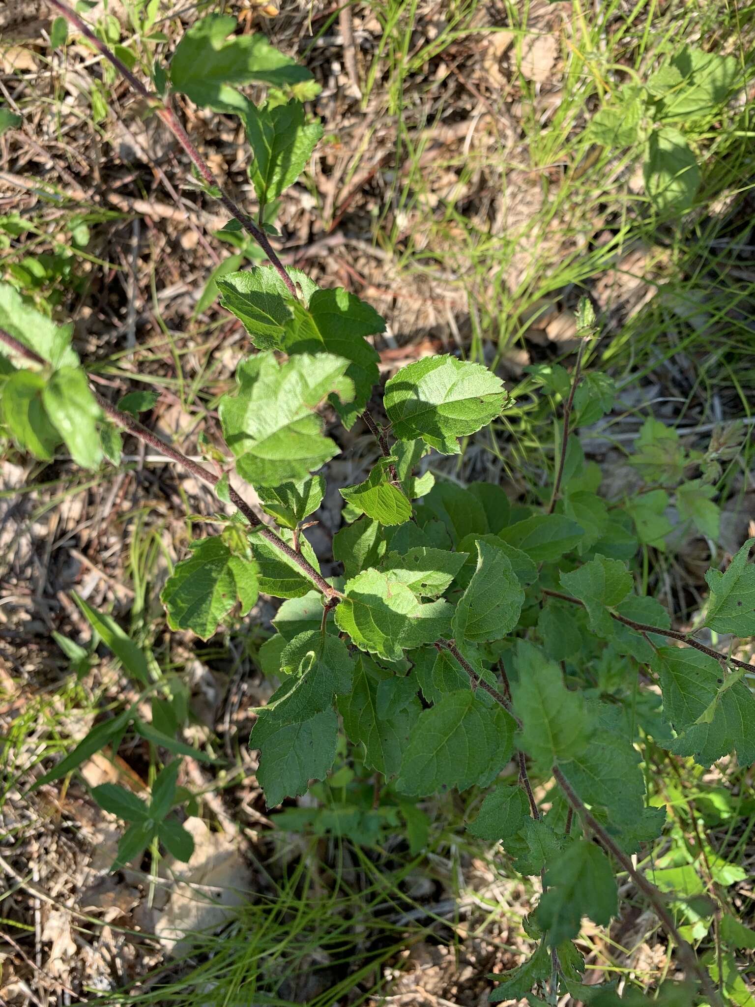 Image of prairie crab apple