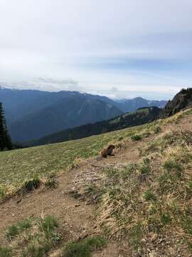 Image of Olympic Marmot