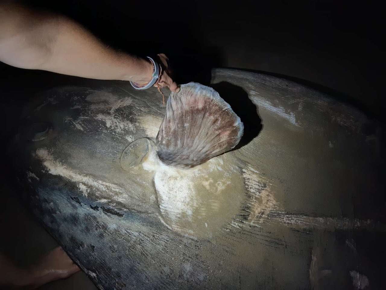 Image of Hoodwinker ocean sunfish