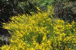 Image of Genista florida L.