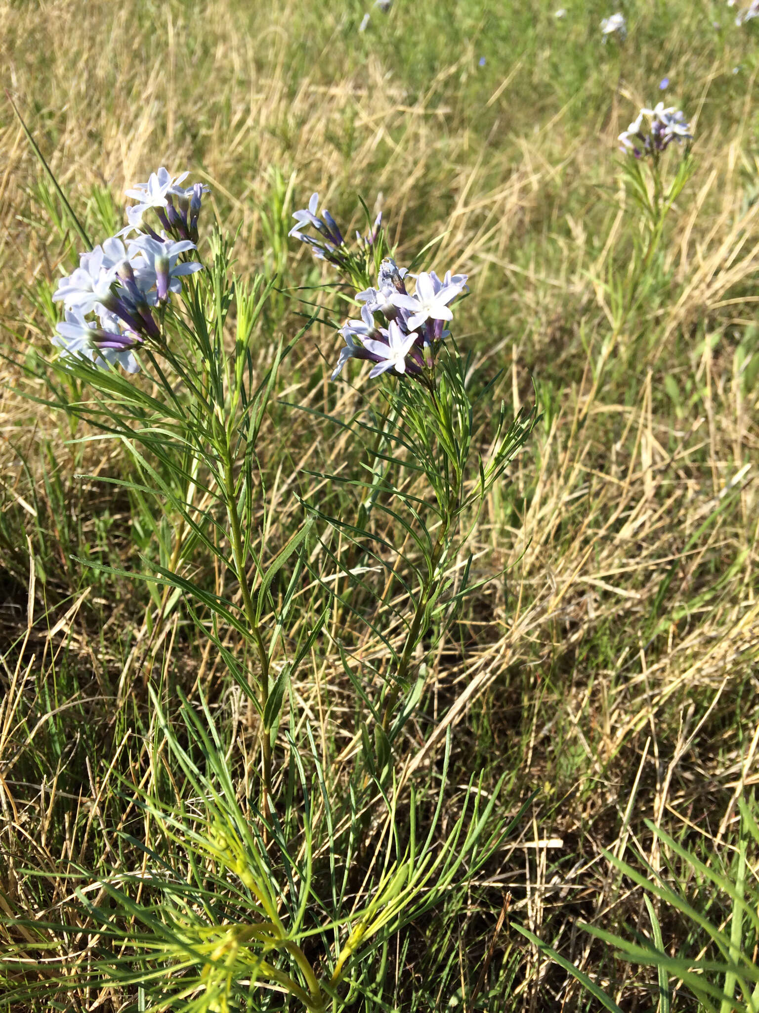 Plancia ëd Amsonia ciliata Walt.