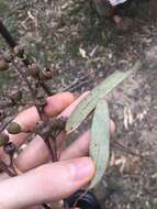 Image of gray gum