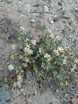 Image of Sonoran pricklyleaf