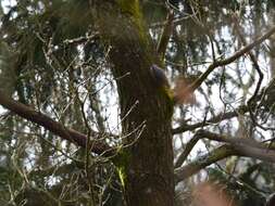 Image of Eurasian Nuthatch