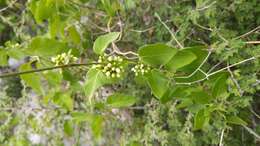 صورة Marsdenia coulteri Hemsl.