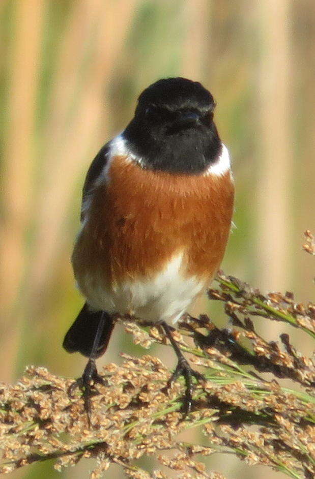 Image of Saxicola torquatus torquatus (Linnaeus 1766)