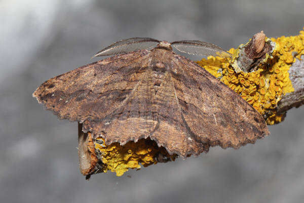 Image of Menophra maderae Bethune-Baker 1891