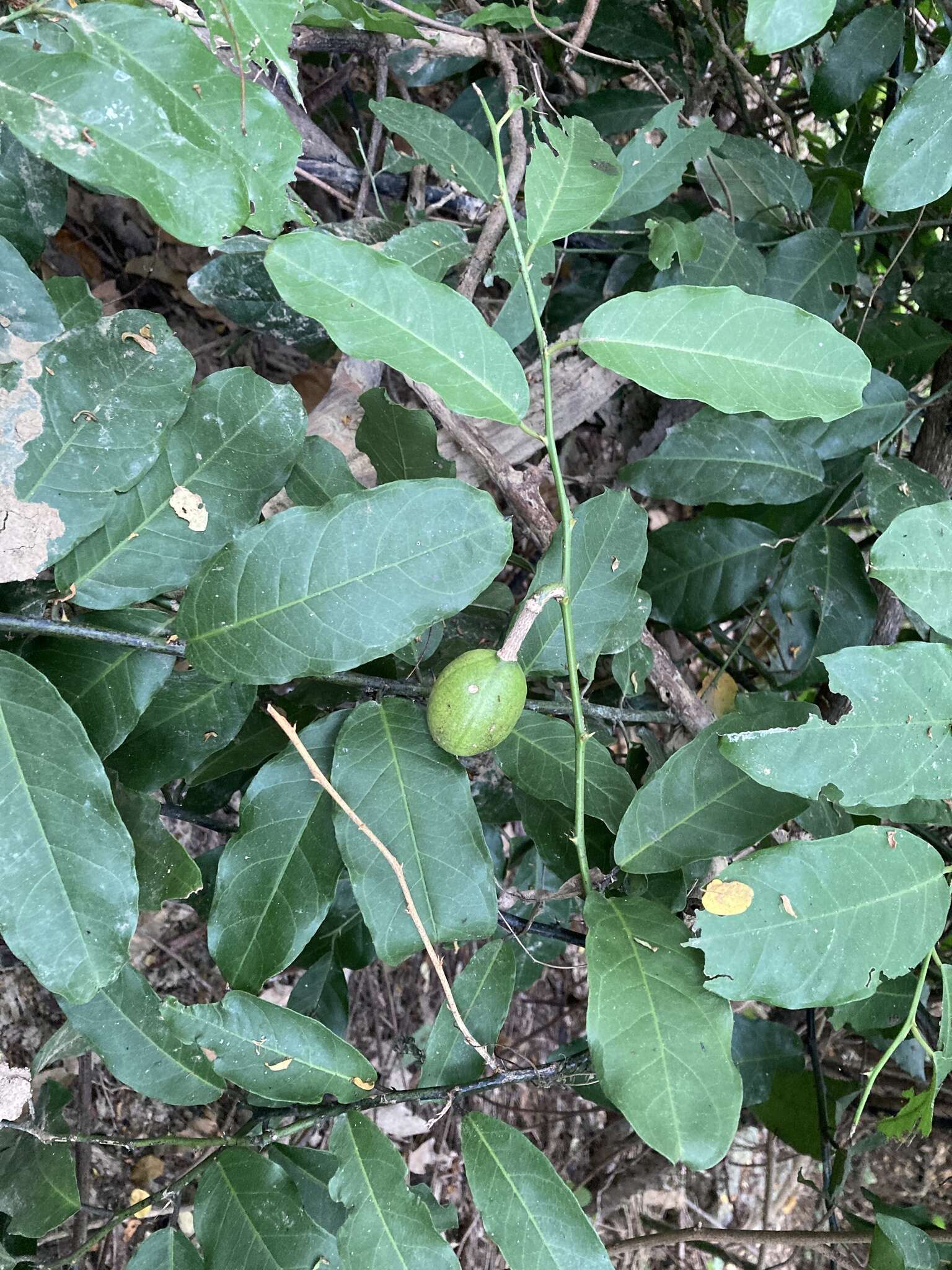 Слика од Capparis micracantha DC.