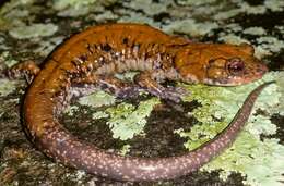 Image of Plethodon petraeus Wynn, Highton & Jacobs 1988