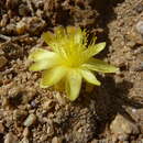 Copiapoa hypogaea subsp. laui (Diers) G. J. Charles resmi