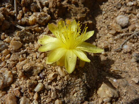 Copiapoa hypogaea subsp. laui (Diers) G. J. Charles resmi