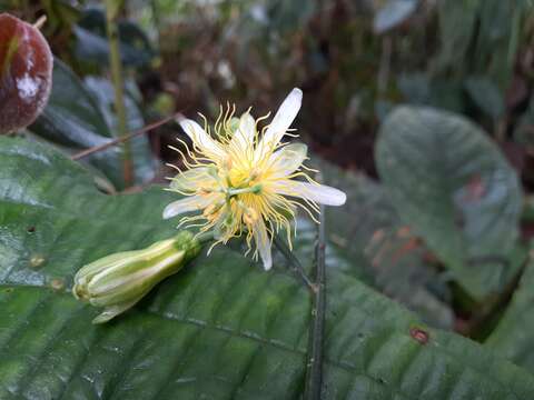 Image de Passiflora leptopoda Harms