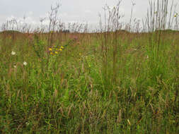 Image de Silphium terebinthinaceum Jacq.