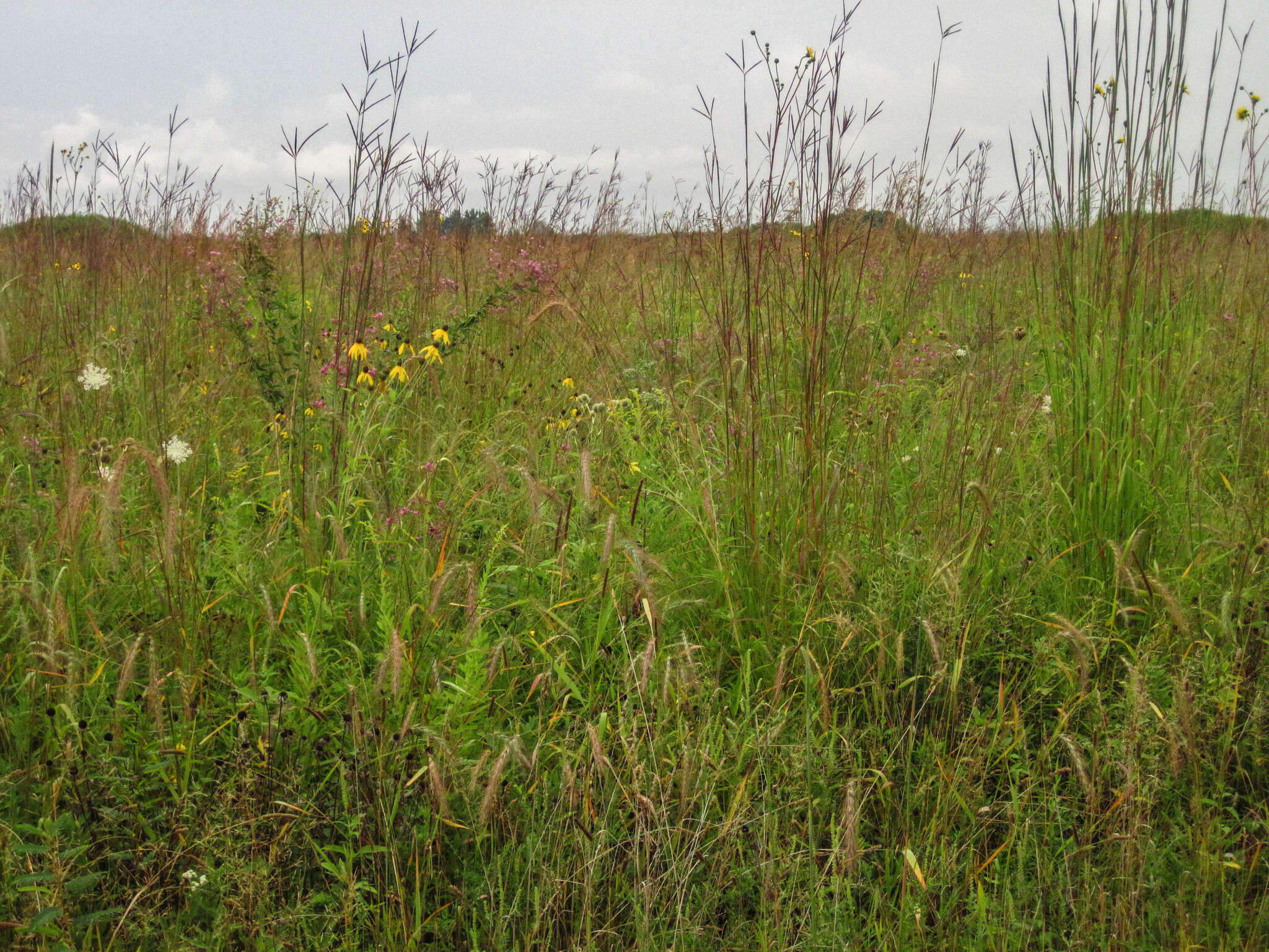 Image of prairie rosinweed