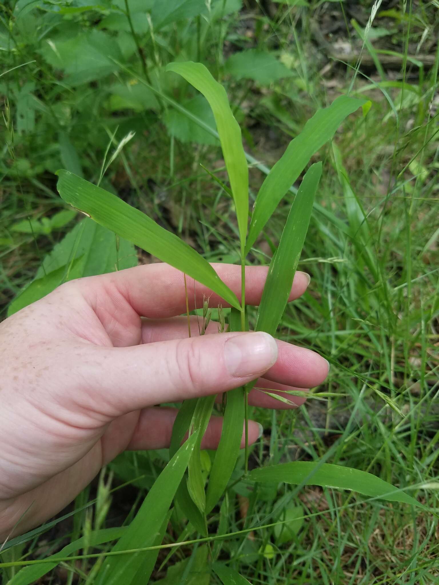 Image of whitegrass