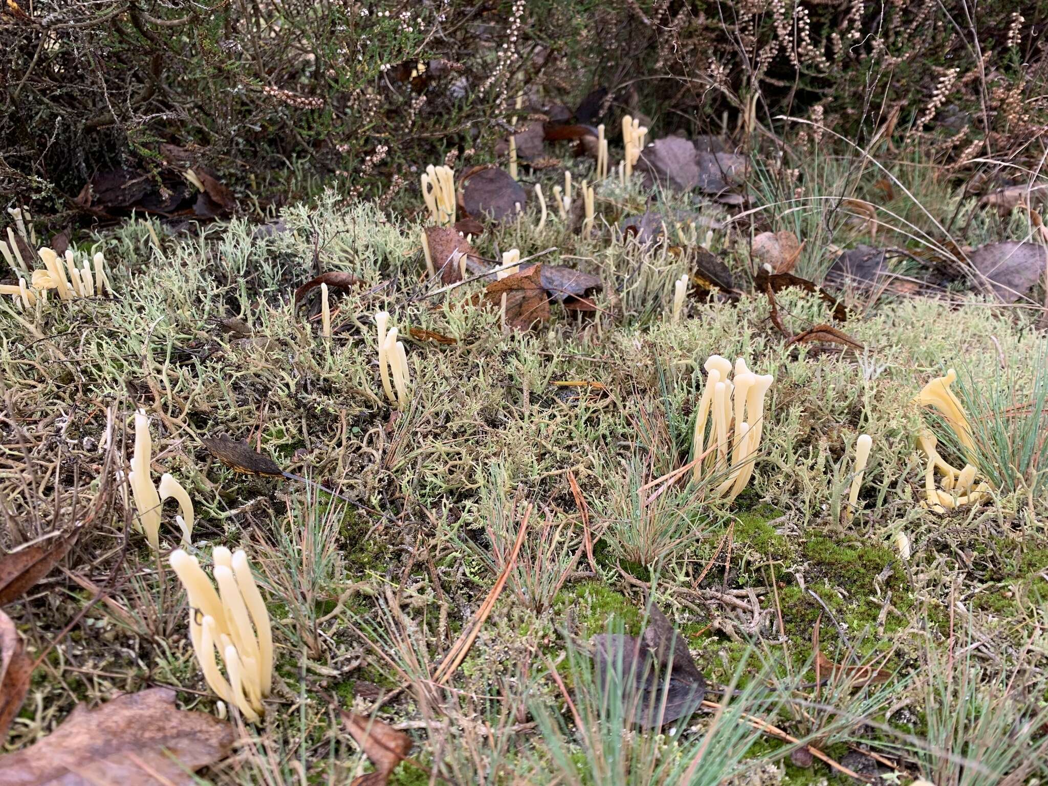 Clavaria argillacea Pers. 1797 resmi