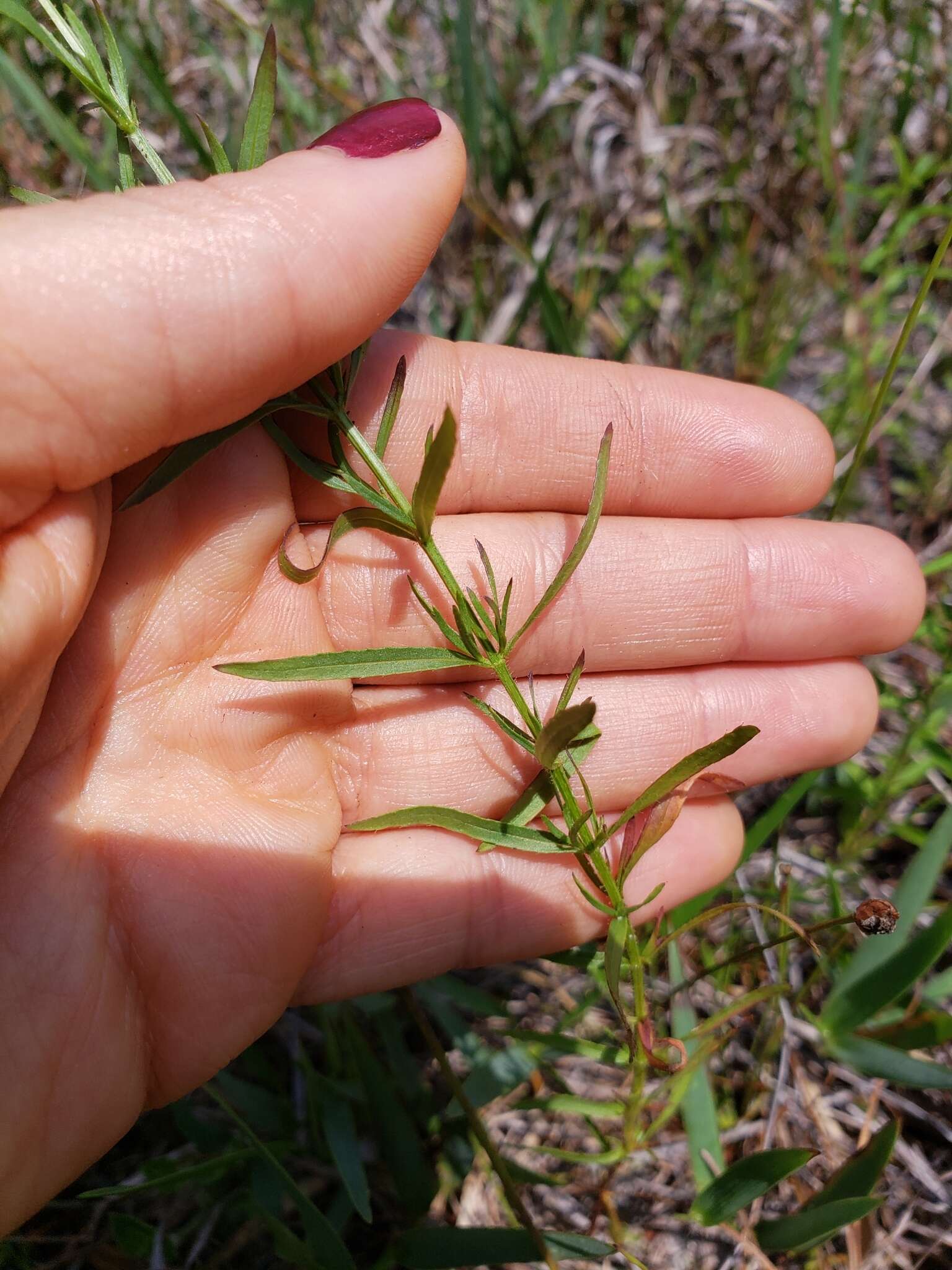 Imagem de Rhexia salicifolia Kral & Bostik