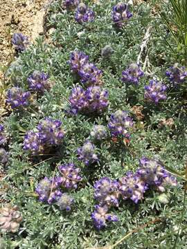 Image de Lupinus aridus Lindl.