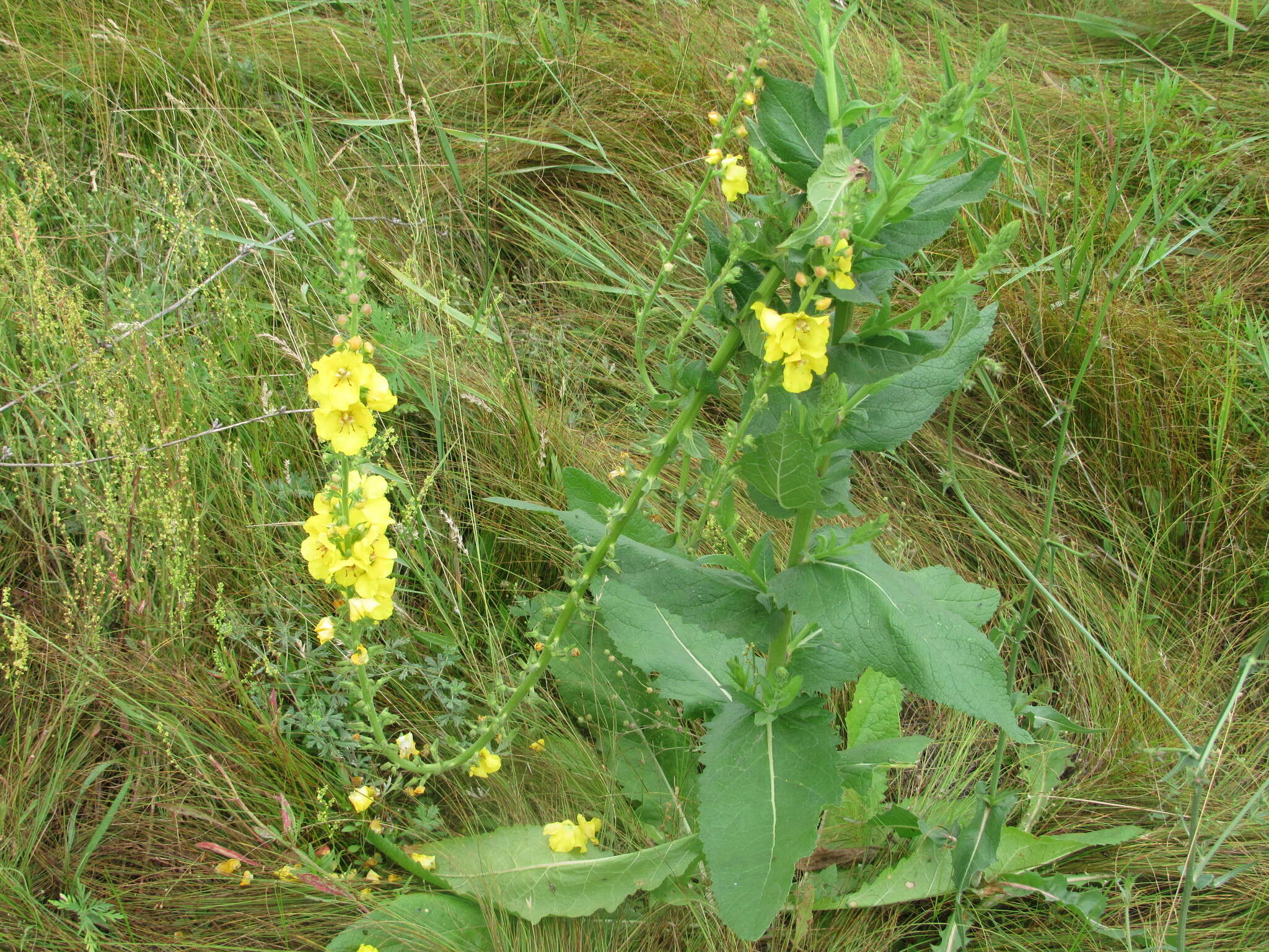 Image of Verbascum flagriforme Pfund