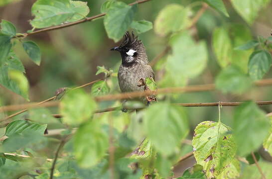 Image of Himalayan Bulbul