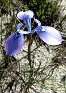 Image of Moraea tripetala subsp. tripetala