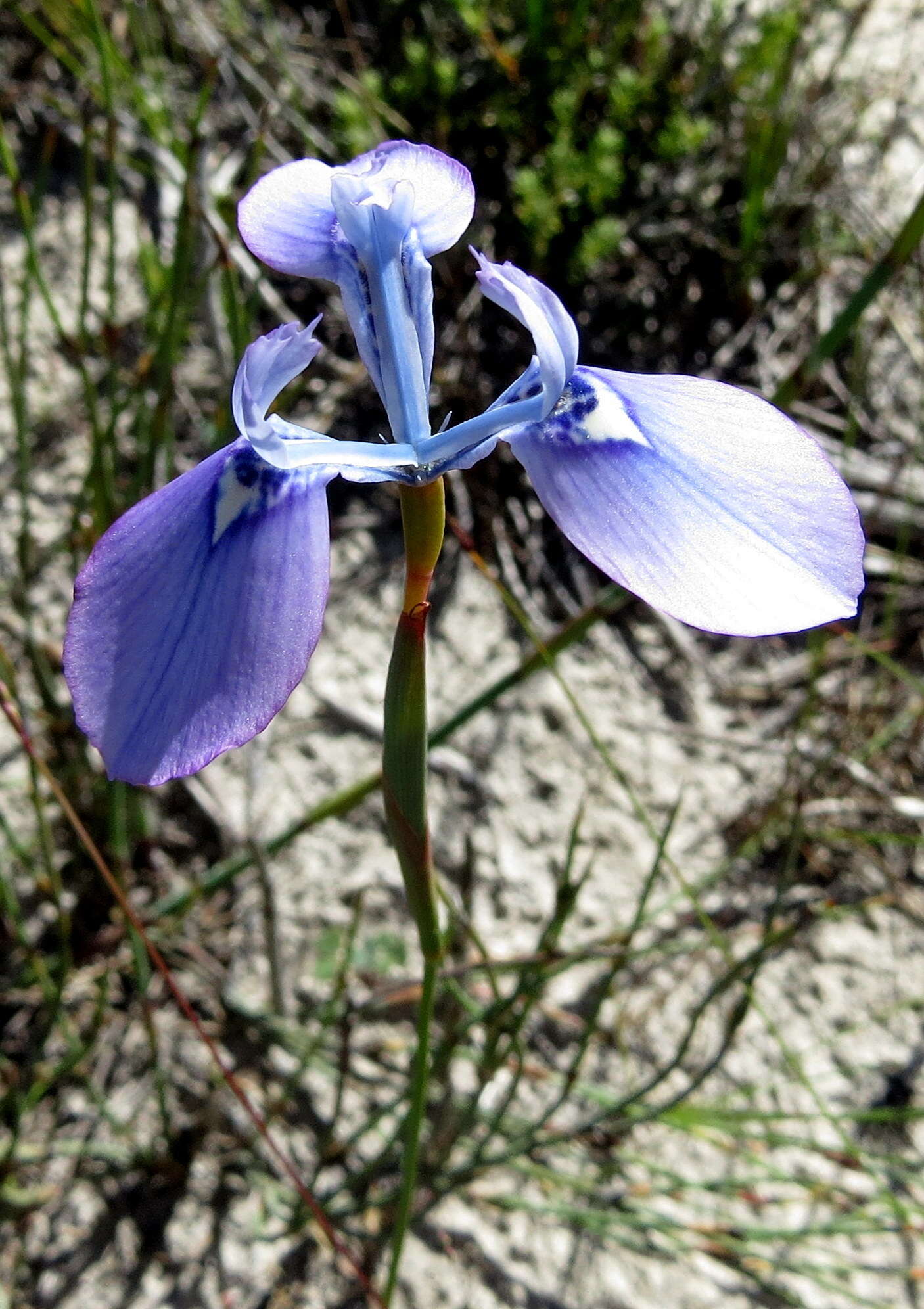 Image of Moraea tripetala subsp. tripetala