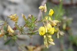 Plancia ëd Medicago prostrata Jacq.