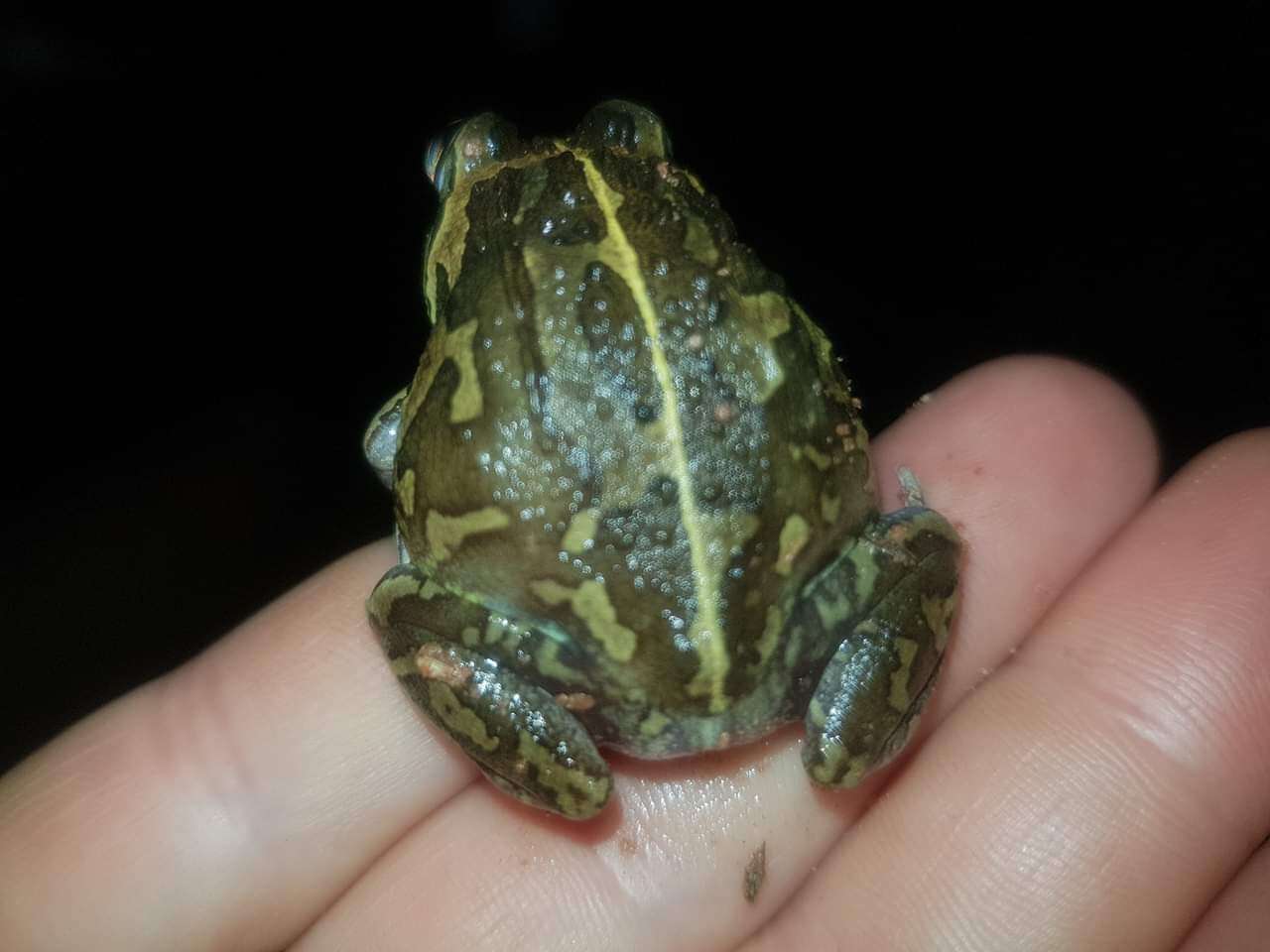 Image of Long-footed Frog