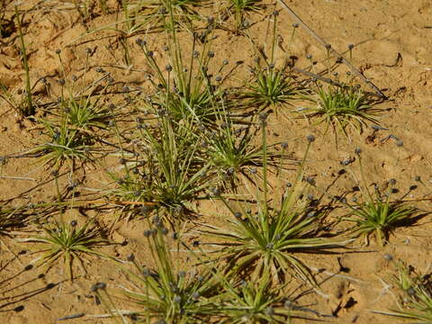 Image de Eriocaulon bilobatum Morong