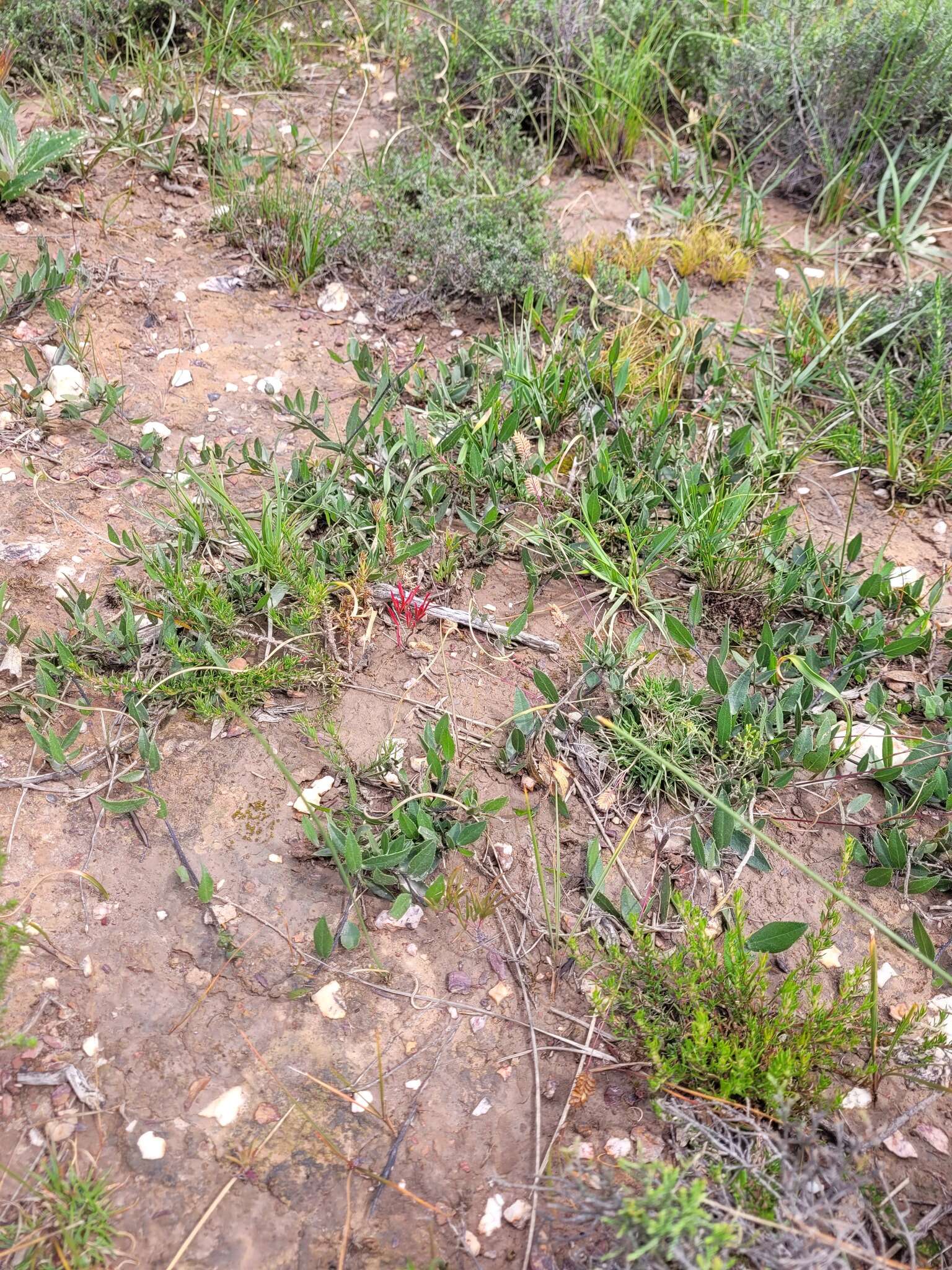 Psoralea lanceolata Pursh resmi