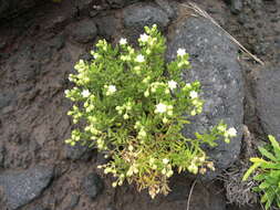 Image of Spergularia azorica (Kindb.) Lebel