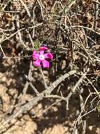 Image of Silene colorata Poir.