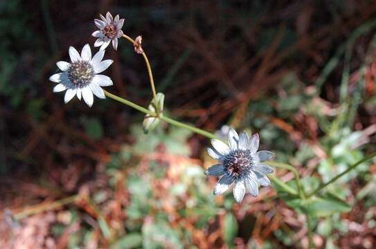 Слика од Eryngium scaposum Turcz.