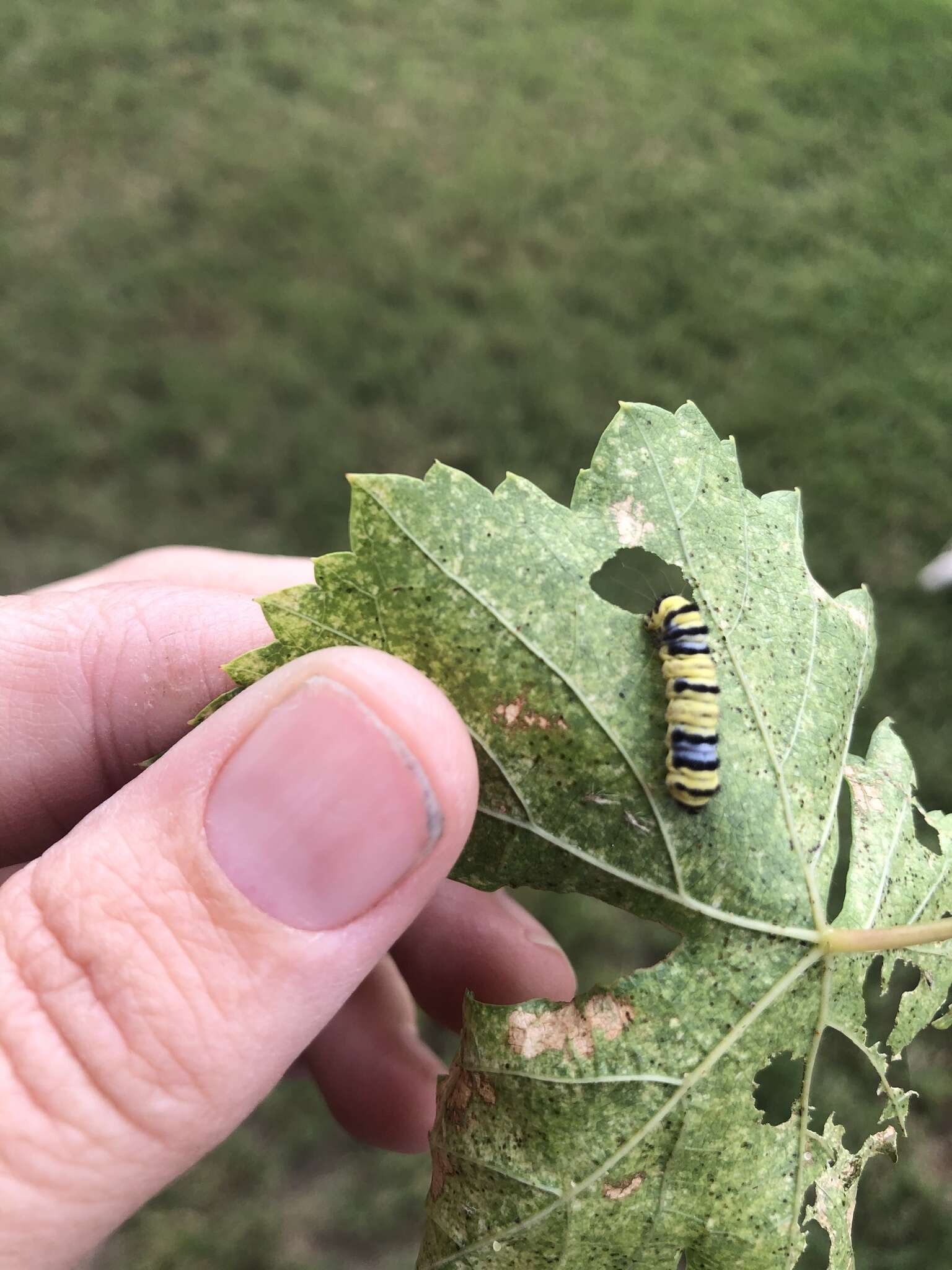 Image of Western Grapeleaf Skeletonizer