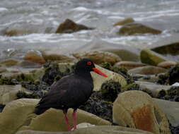 Haematopus moquini Bonaparte 1856 resmi