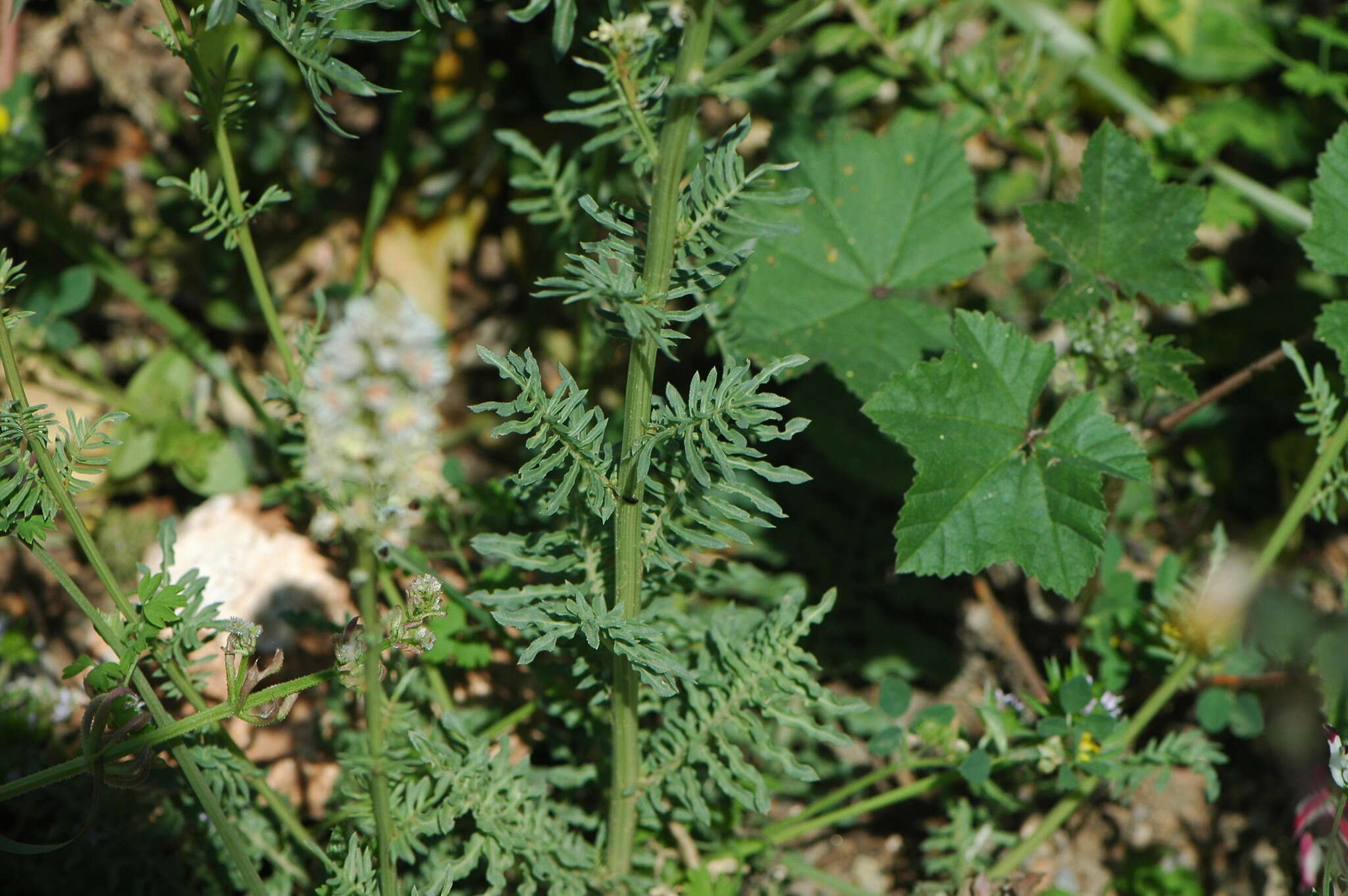 Image of white mignonette