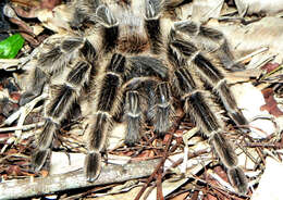 Image of Lasiodora subcanens Mello-Leitão 1921