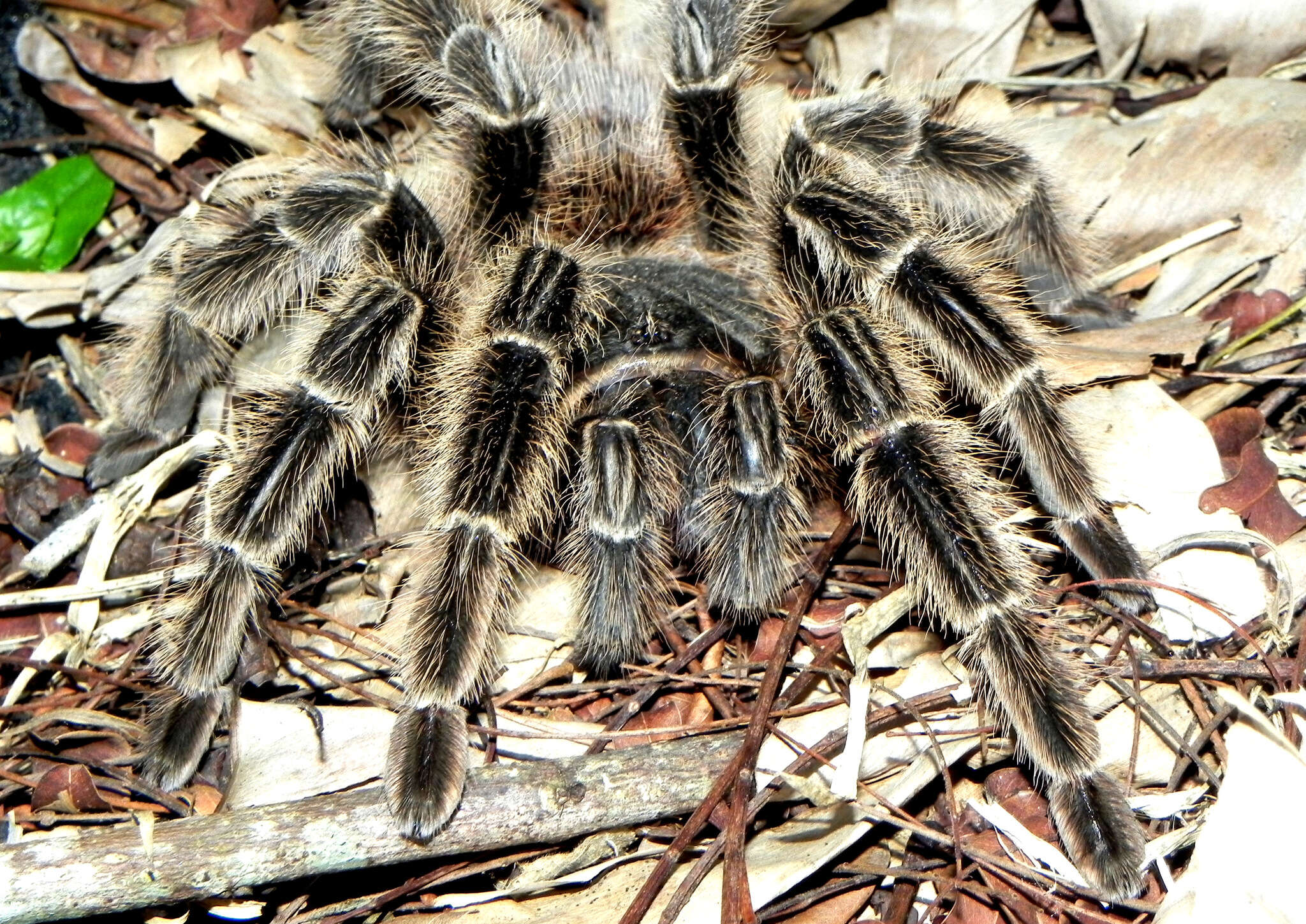 Image of Lasiodora subcanens Mello-Leitão 1921