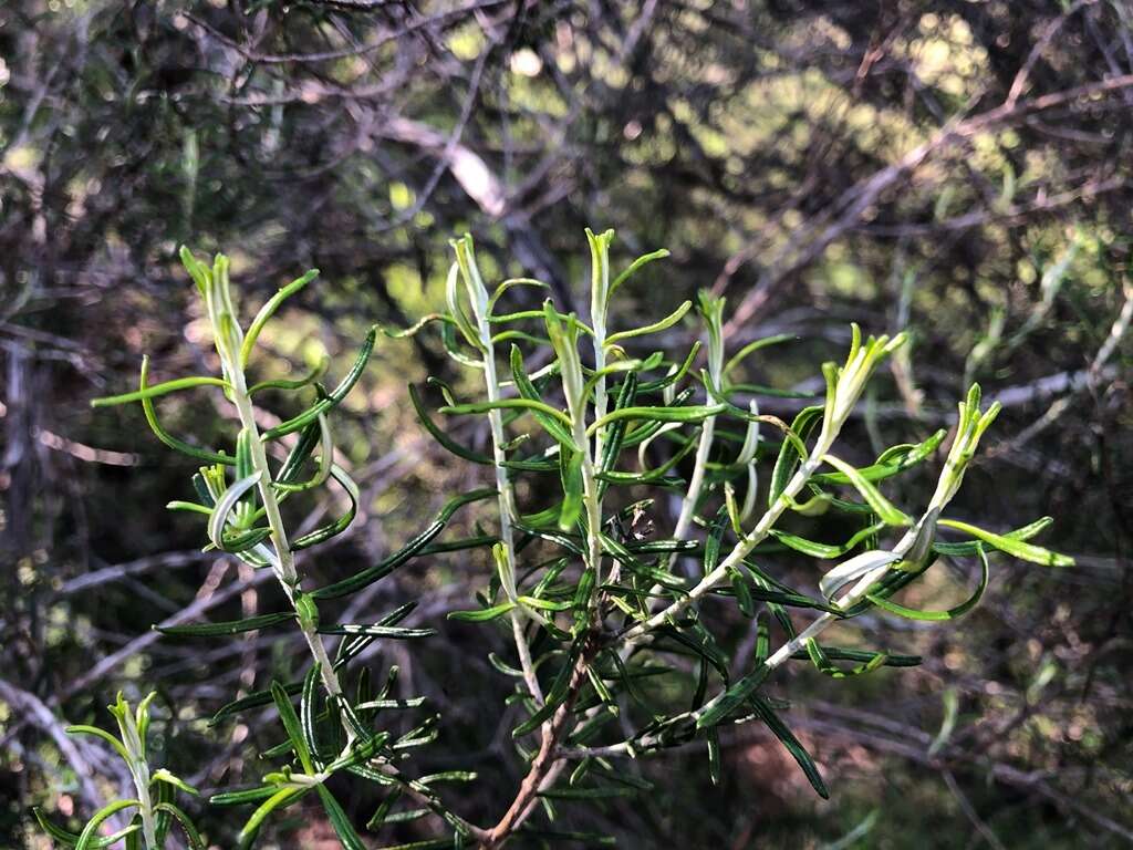 Cassinia laevis R. Br. resmi