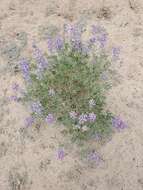 Image de Lupinus caudatus subsp. caudatus