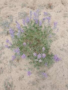 صورة Lupinus caudatus