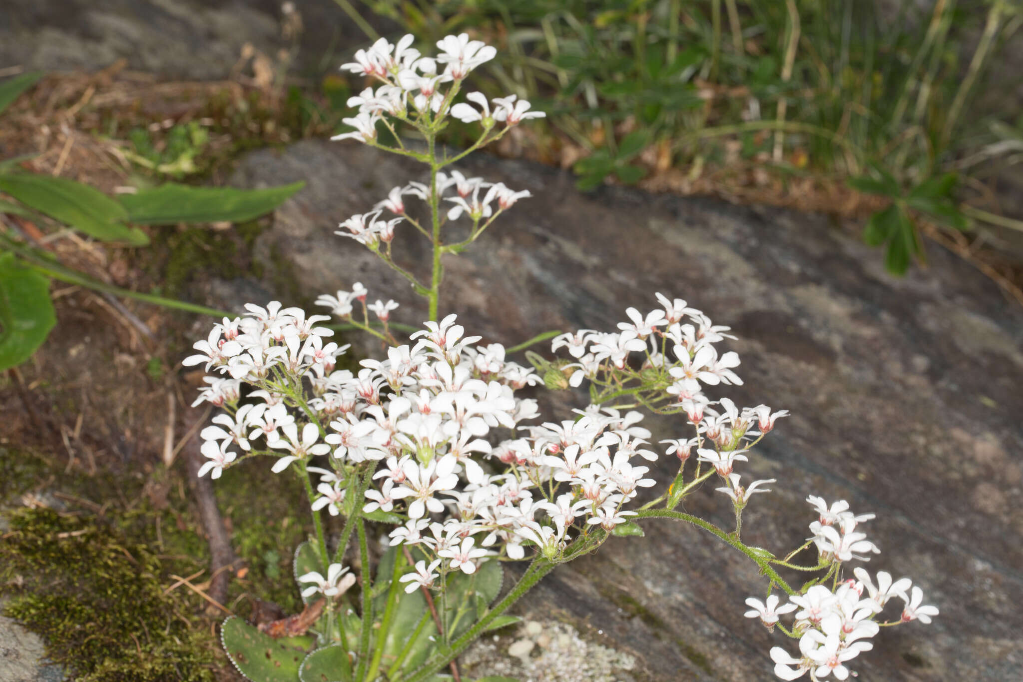 Image de Saxifraga cotyledon L.